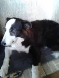 Boris