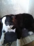 Boris