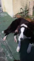 Boris