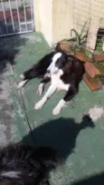 Boris