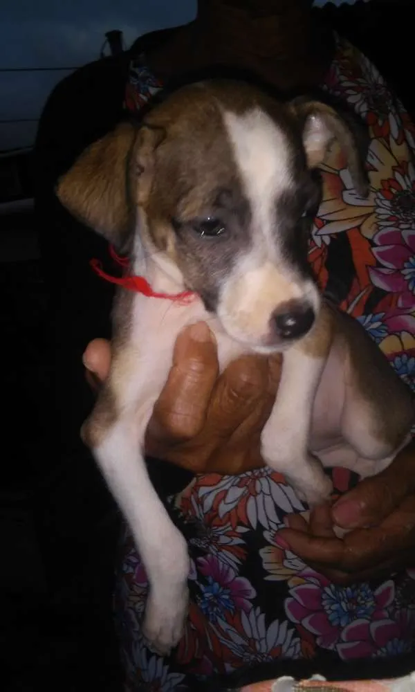 Cachorro raça SRD idade 2 a 6 meses nome Sem Nome