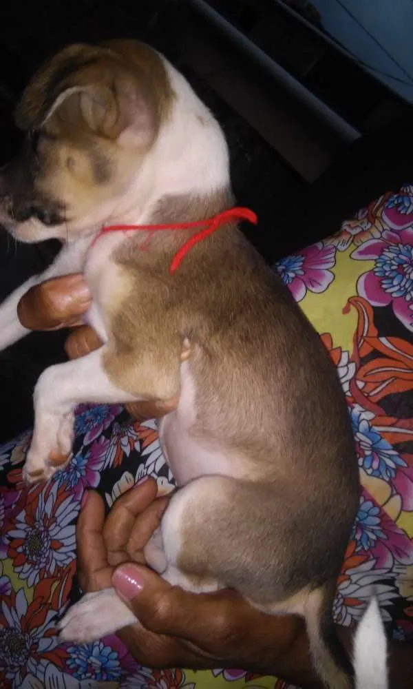 Cachorro raça SRD idade 2 a 6 meses nome Sem Nome