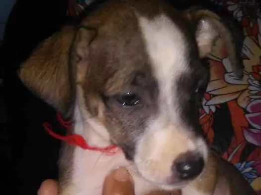 Cachorro raça SRD idade 2 a 6 meses nome Sem Nome