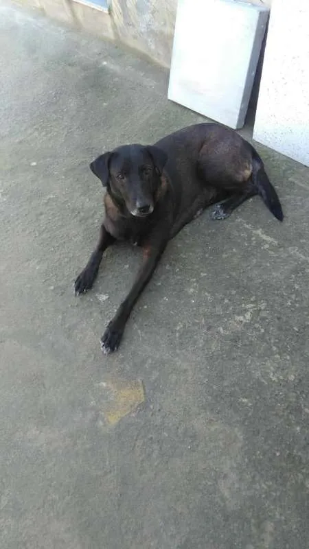 Cachorro ra a mestiça idade 2 anos nome brisia