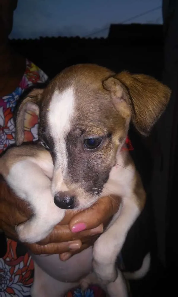 Cachorro raça SRD idade 2 a 6 meses nome Sem Nome