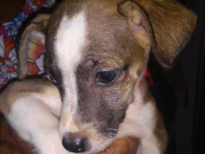 Cachorro raça SRD idade 2 a 6 meses nome Sem Nome