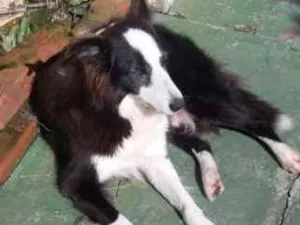 Cachorro raça Border Collie idade 6 ou mais anos nome Boris