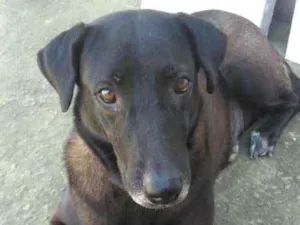 Cachorro raça mestiça idade 2 anos nome brisia