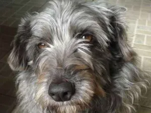 Cachorro raça SRD idade 2 anos nome Leka