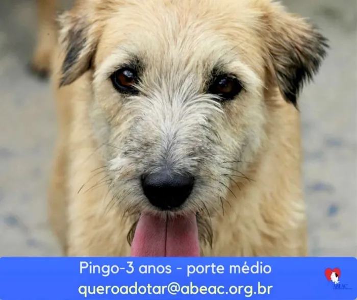 Cachorro ra a  idade 3 anos nome Pingo