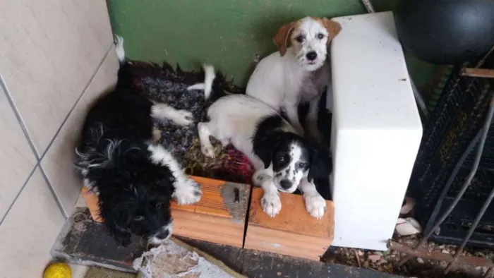 Cachorro ra a Vira lata idade 7 a 11 meses nome Mel