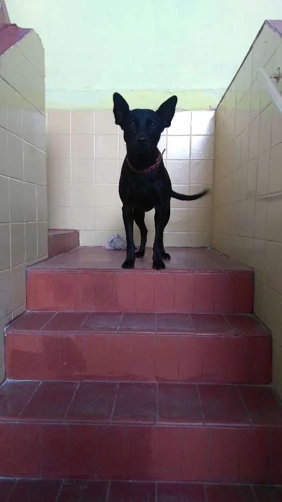Cachorro ra a Vira lata idade 2 anos nome Charlote