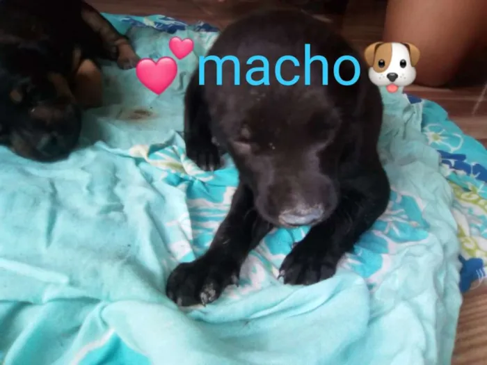 Cachorro raça SRD idade Abaixo de 2 meses nome BENÔNI