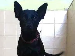 Cachorro ra a Vira lata idade 2 anos nome Charlote
