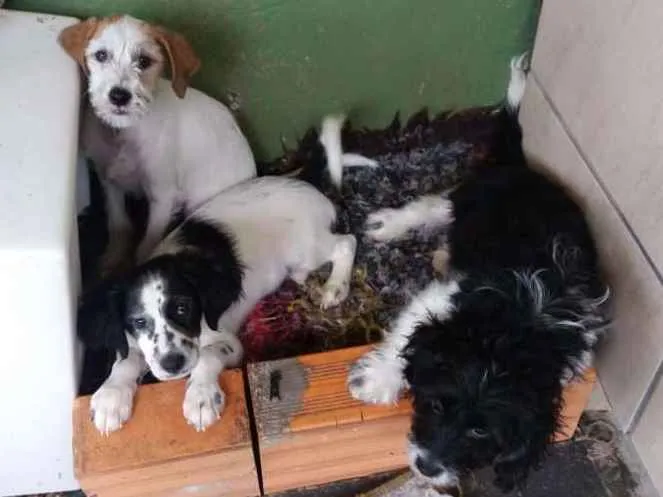 Cachorro ra a Vira lata idade 7 a 11 meses nome Mel
