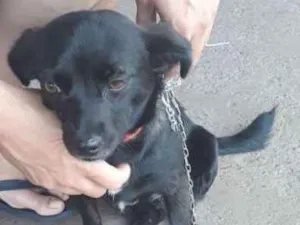 Cachorro raça Vira lata idade 1 ano nome Nega