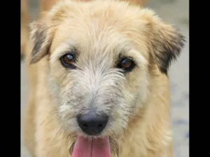 Cachorro raça  idade 3 anos nome Pingo