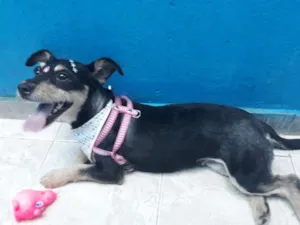 Cachorro raça Vira-Lata idade 3 anos nome Morena