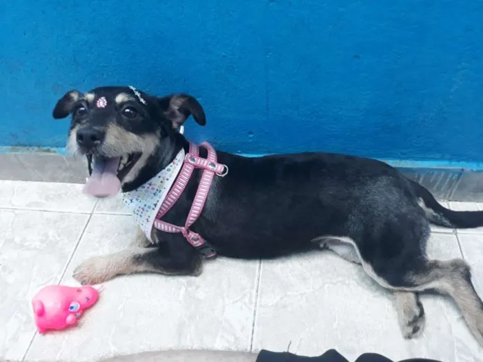 Cachorro ra a Vira-Lata idade 3 anos nome Morena
