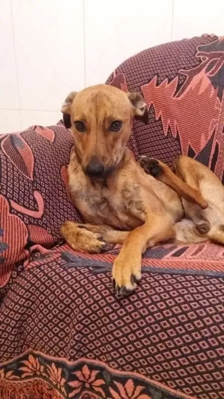 Cachorro raça Vira Lata idade 1 ano nome Julieta