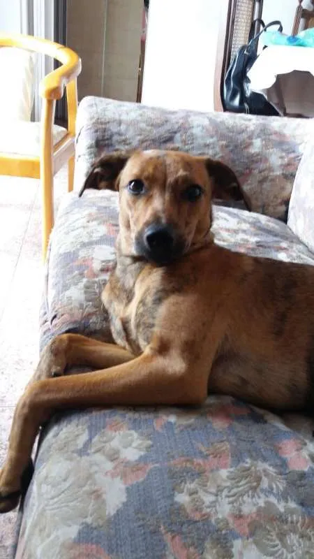 Cachorro raça Vira Lata idade 1 ano nome Julieta