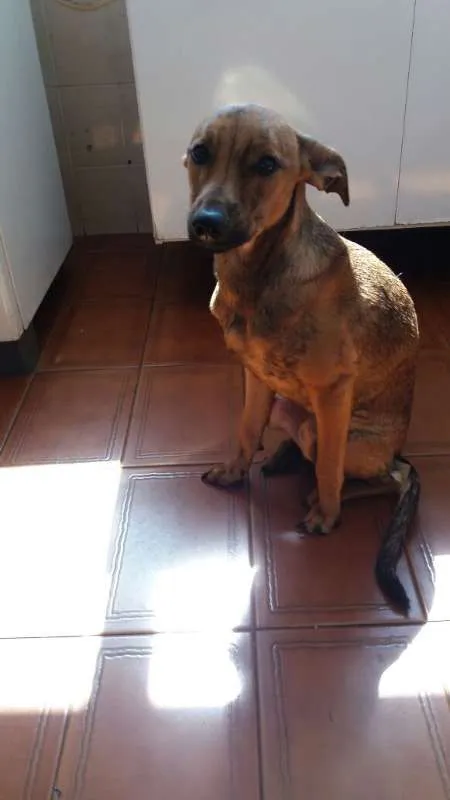 Cachorro raça Vira Lata idade 1 ano nome Julieta