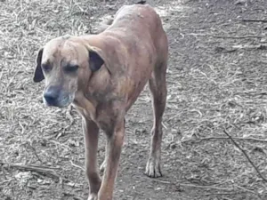 Cachorro raça Vira Lata idade 4 anos nome Toy