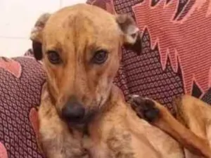 Cachorro raça Vira Lata idade 1 ano nome Julieta