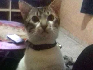 Gato raça Vira Lata idade 2 a 6 meses nome Jhoy