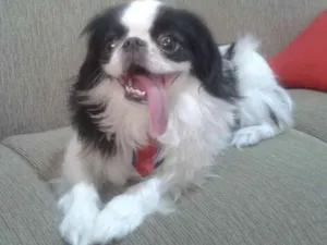 Cachorro raça Spaniel Japonês idade 6 ou mais anos nome Romeu