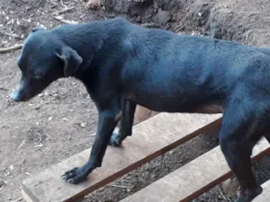 Cachorro raça Vira Lata idade 3 anos nome Neguin