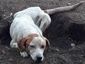 Cachorro raça Vira Lata idade 3 anos nome Branco