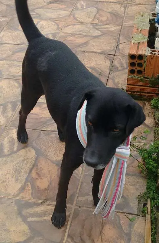 Cachorro ra a Labrador idade 1 ano nome Preta