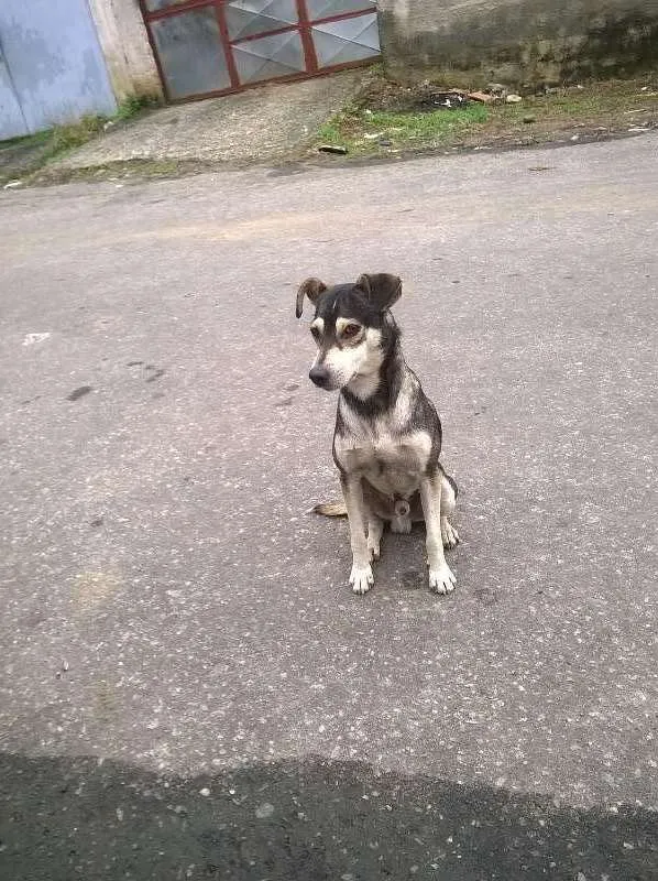 Cachorro ra a Sem Raça Definida idade 1 ano nome Malhado