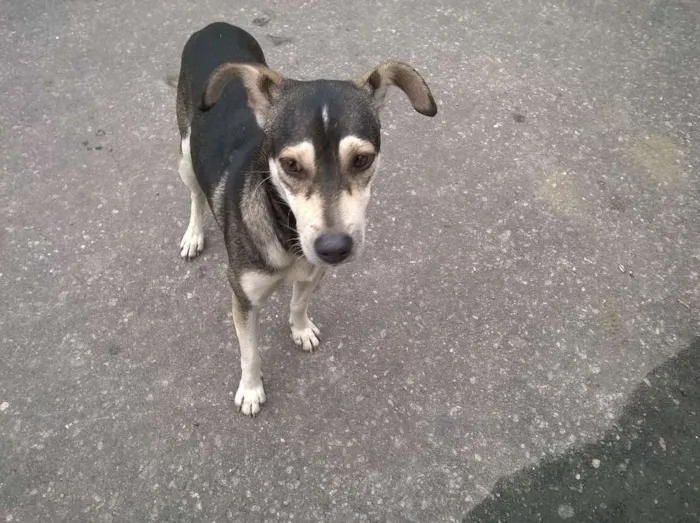 Cachorro ra a Sem Raça Definida idade 1 ano nome Malhado