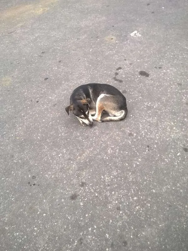 Cachorro ra a Sem Raça Definida idade 1 ano nome Malhado
