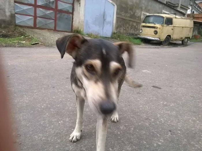 Cachorro ra a Sem Raça Definida idade 1 ano nome Malhado