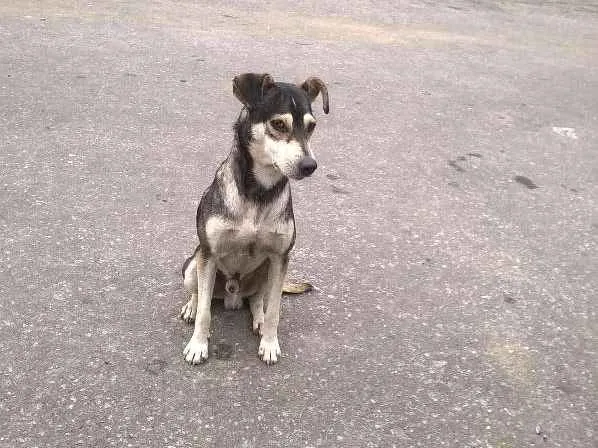Cachorro ra a Sem Raça Definida idade 1 ano nome Malhado