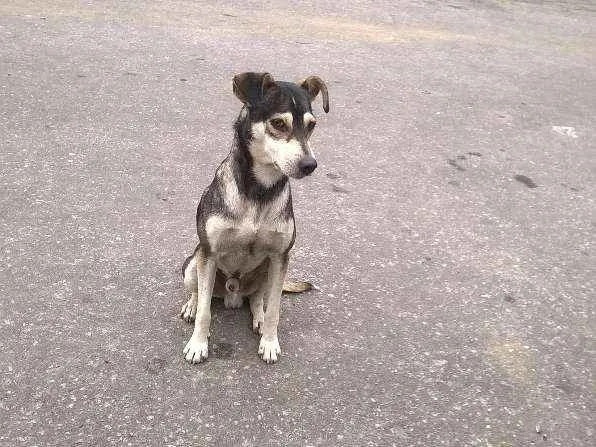 Cachorro ra a Sem Raça Definida idade 1 ano nome Malhado
