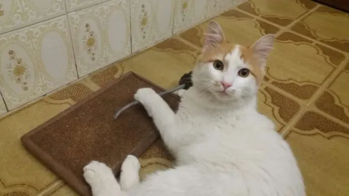 Gato ra a SRD idade 7 a 11 meses nome Sem nome