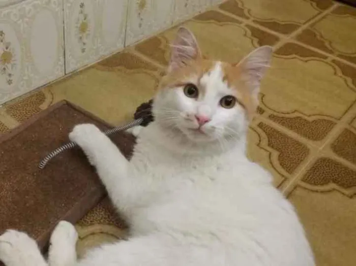 Gato ra a SRD idade 7 a 11 meses nome Sem nome