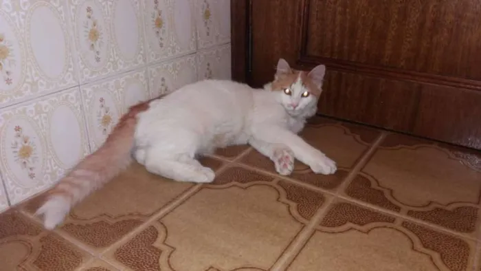 Gato ra a SRD idade 7 a 11 meses nome Sem nome