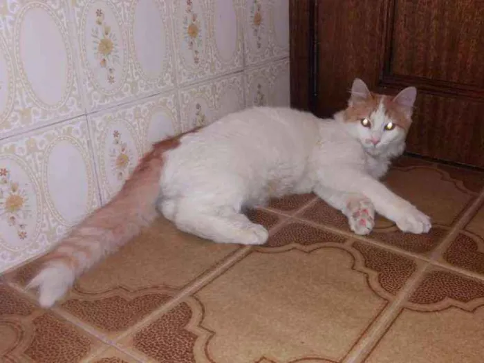 Gato ra a SRD idade 7 a 11 meses nome Sem nome