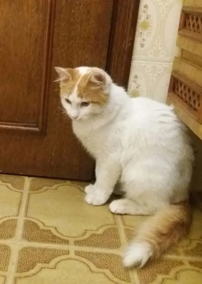 Gato ra a SRD idade 7 a 11 meses nome Sem nome