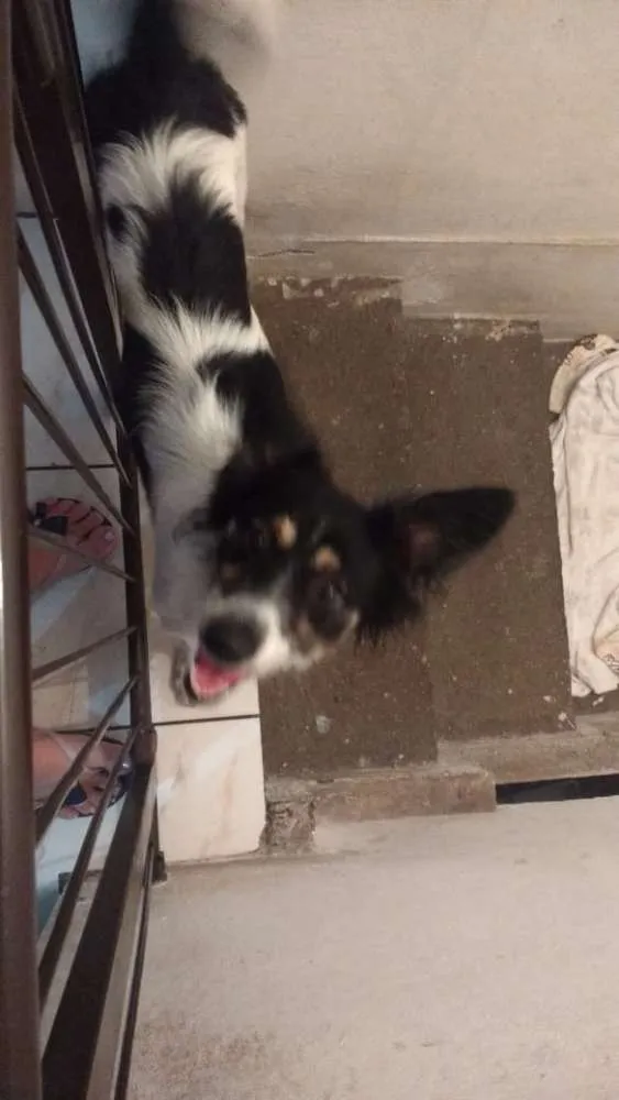 Cachorro ra a SRD idade 1 ano nome Poppis