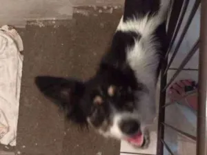 Cachorro raça SRD idade 1 ano nome Poppis