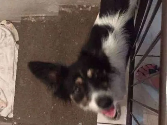 Cachorro ra a SRD idade 1 ano nome Poppis