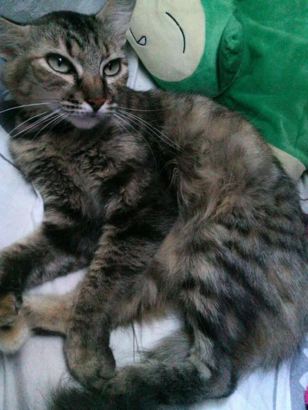 Gato ra a Não tem idade 5 anos nome Não tem