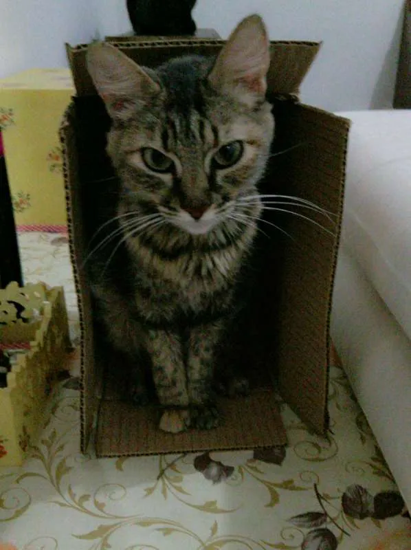 Gato ra a Não tem idade 5 anos nome Não tem