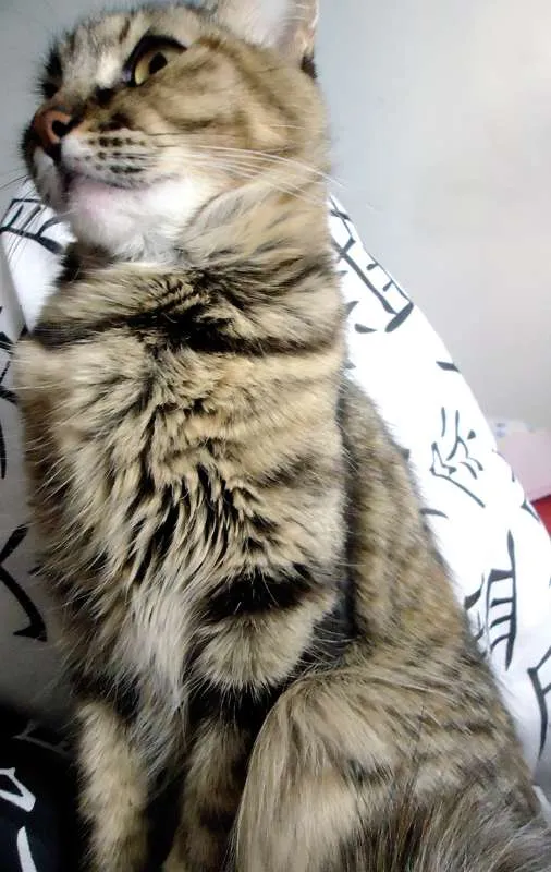 Gato ra a Não tem idade 5 anos nome Não tem